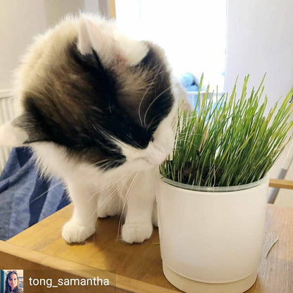Cat Grass Seeds - Oat 150g