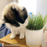 Cat Grass Seeds - Oat (150g)