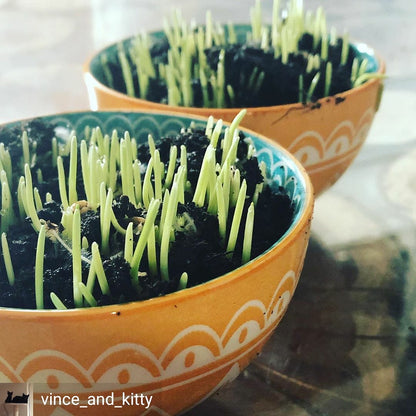 Cat Grass Seeds - Oat 150g