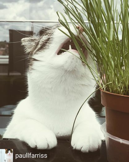 Cat Grass Seeds - Oat 150g