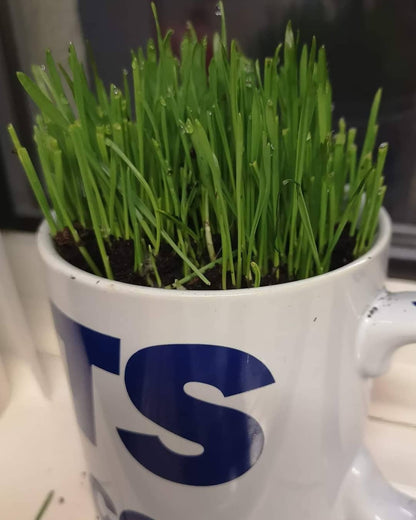 Cat Grass Seeds - Wheat 150g