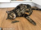 Bulk Catnip By Cat FurNature