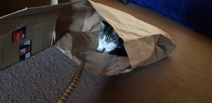 Catnip Attack Bags