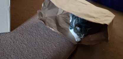 Catnip Attack Bags