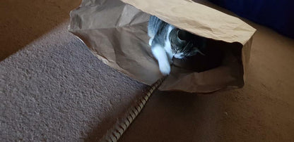 Catnip Attack Bags