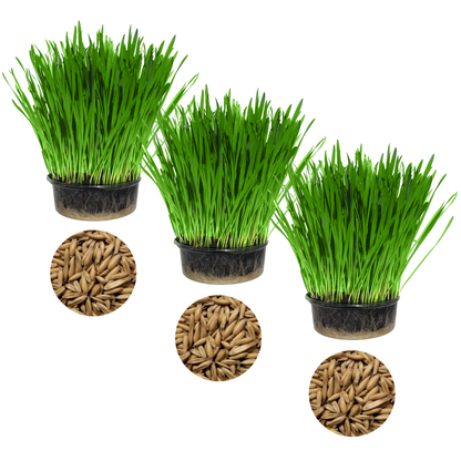 Cat Grass Oat 3 Pack