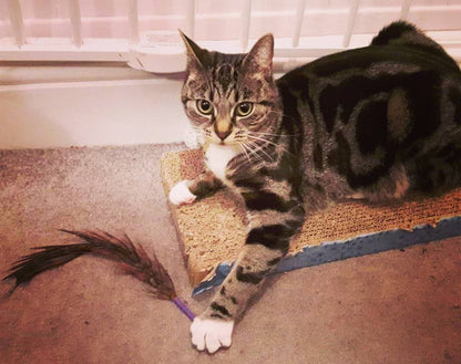 Arch Nemesis Feather Cat Toy - 3 pack