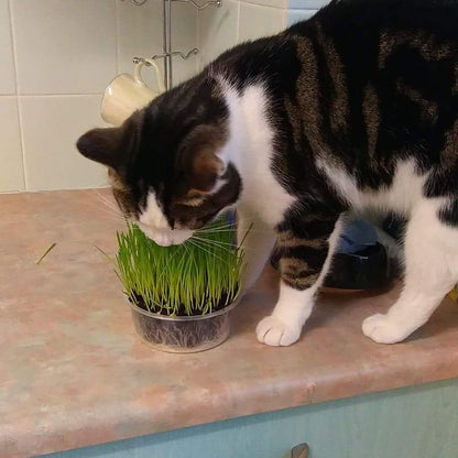 Cat Grass & Catnip - 3 & 1