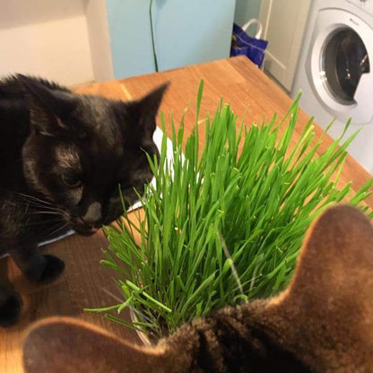 Cat Grass Seeds - Oat 150g