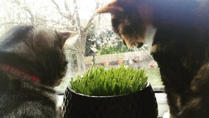 Cat Grass & Catnip - 3 & 1