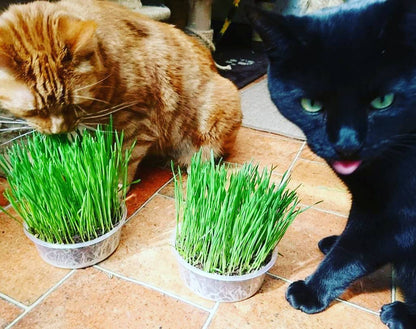 Cat Grass & Catnip - 3 & 1