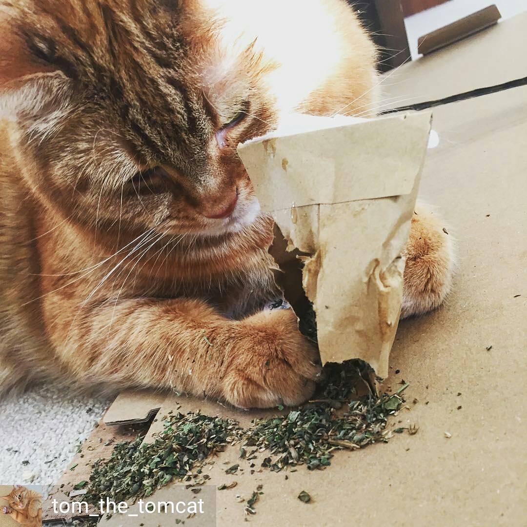 Extra Strong Catnip in a Tub