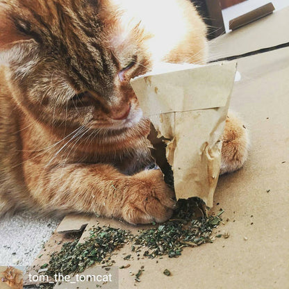 Extra Strong Catnip in a Tub