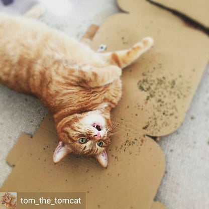 Extra Strong Catnip in a Tub