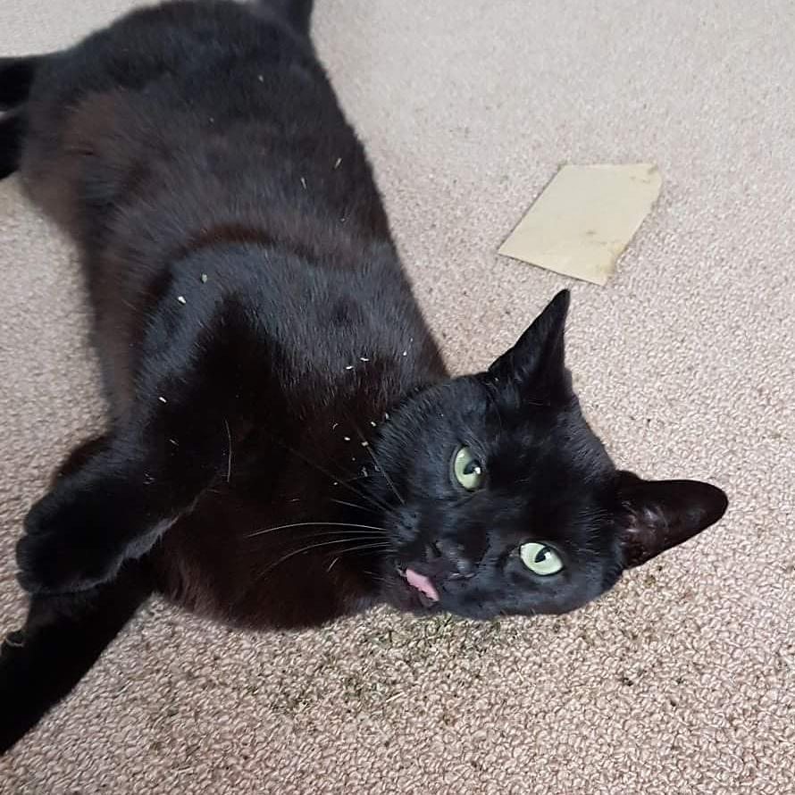 Extra Strong Catnip Small Attack Envelopes - 5