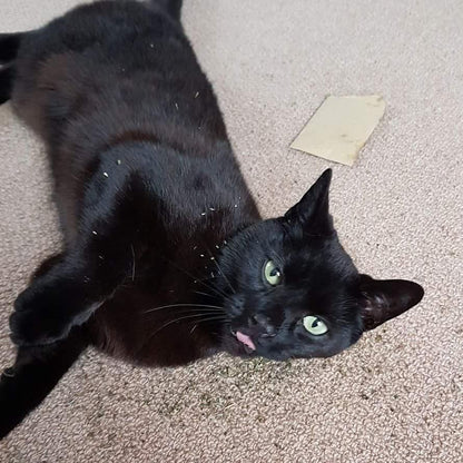 Extra Strong Catnip Small Attack Envelopes - 5