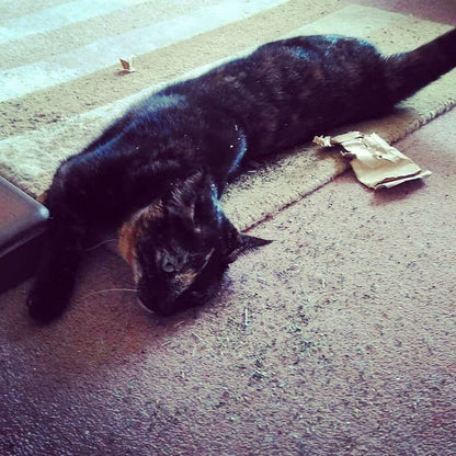 Extra Strong Catnip Small Attack Envelopes - 5