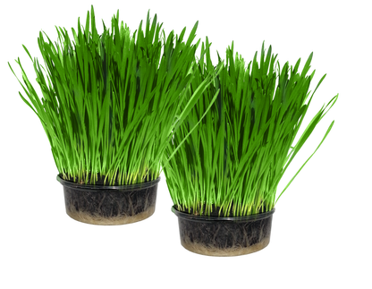 2 Pack Cat Grass Growing Kit - Live Soil & Organic Seeds - Premium Indoor Cat Grass UK