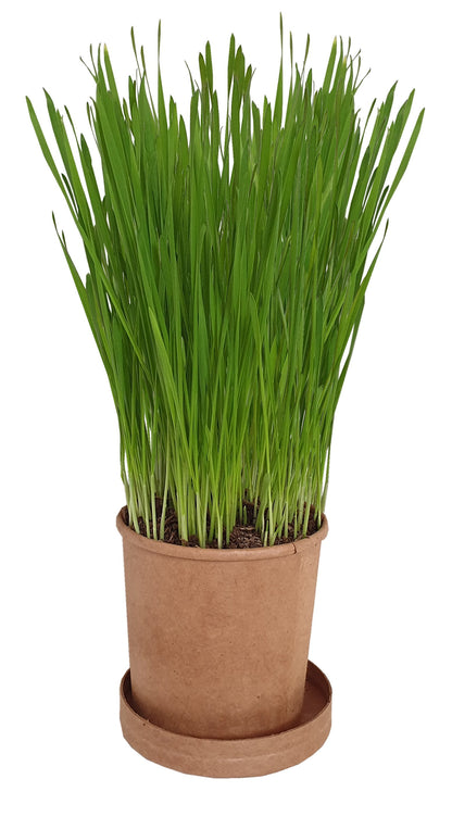 Eco Cat Grass