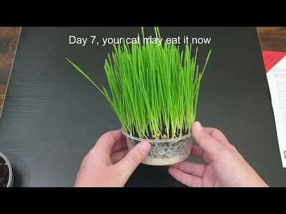 Fresh lush cat grass grown in 4-5 days from our UK cat grass growing kit