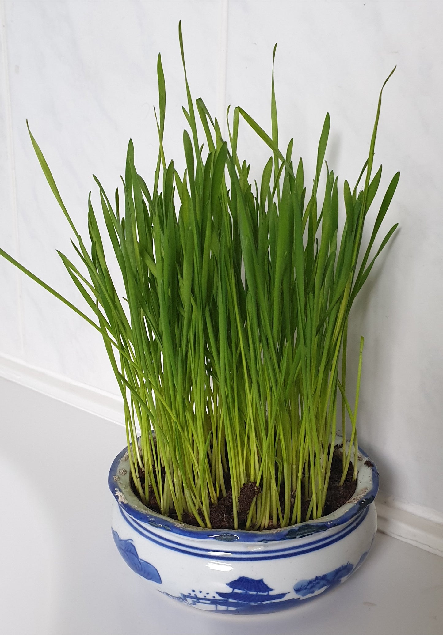 Cat Grass Seeds - Rye 150g