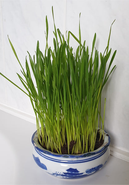 Cat Grass Seeds - Wheat 150g