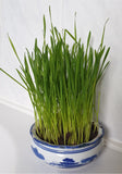 Cat Grass Seeds - Wheat (150g)