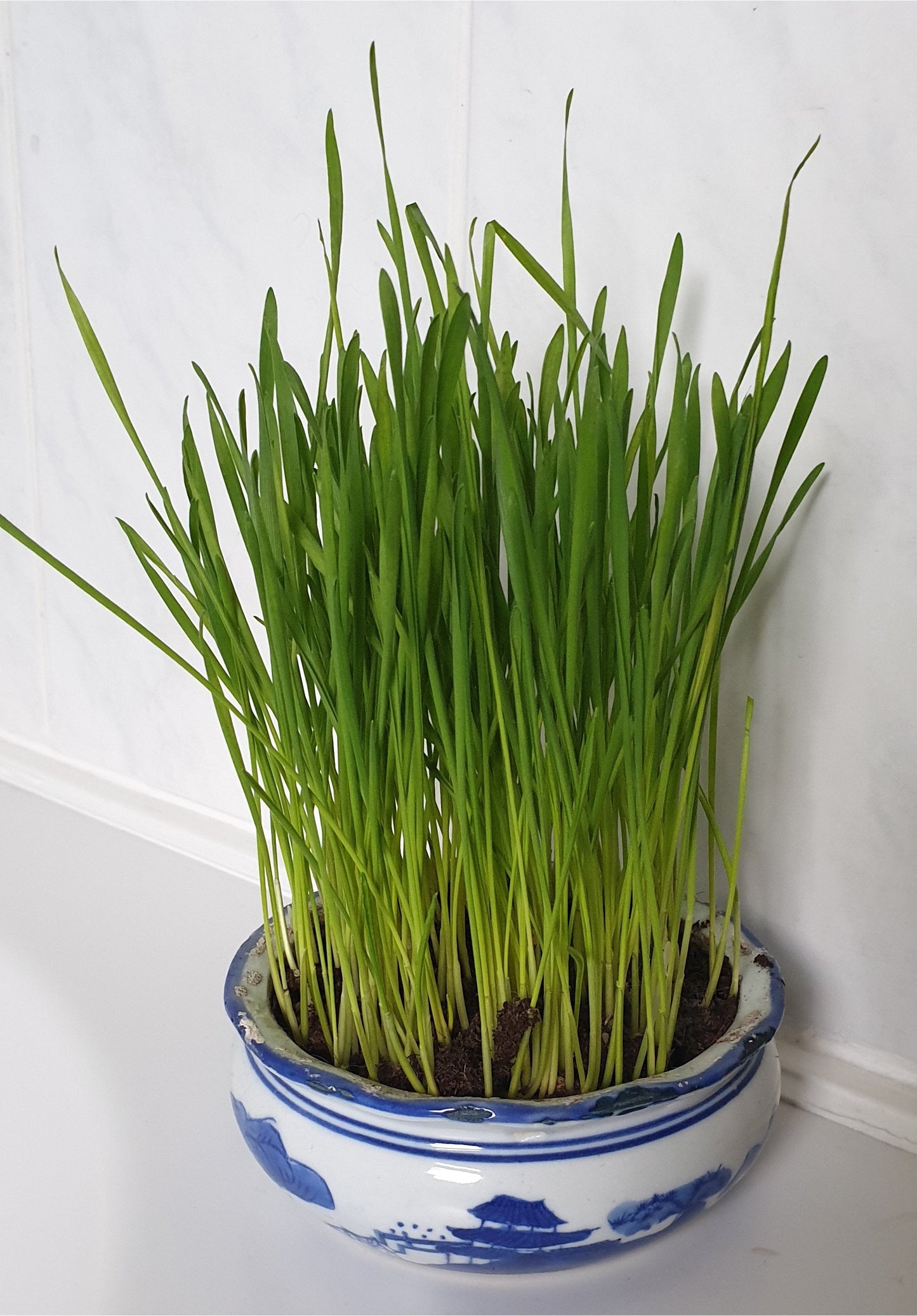 Cat Grass Seeds - Oat 150g