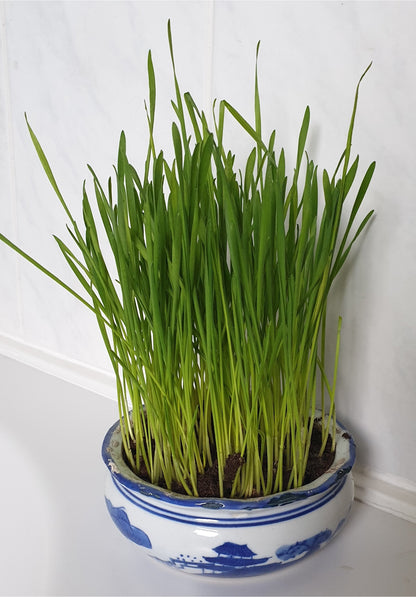 Cat Grass Seeds - Oat 150g