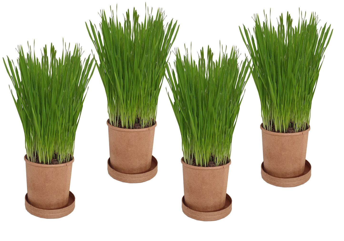 Eco Cat Grass