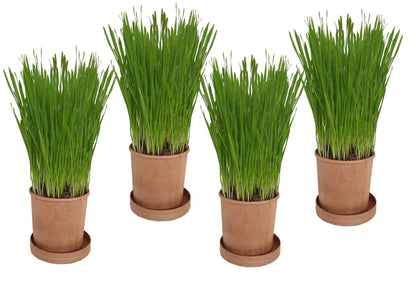 Eco Cat Grass