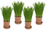 Eco Cat Grass
