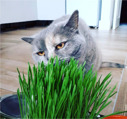Eco Cat Grass