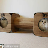 Cardboard Cat Cubes and a Tunnel