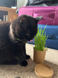 Eco Cat Grass