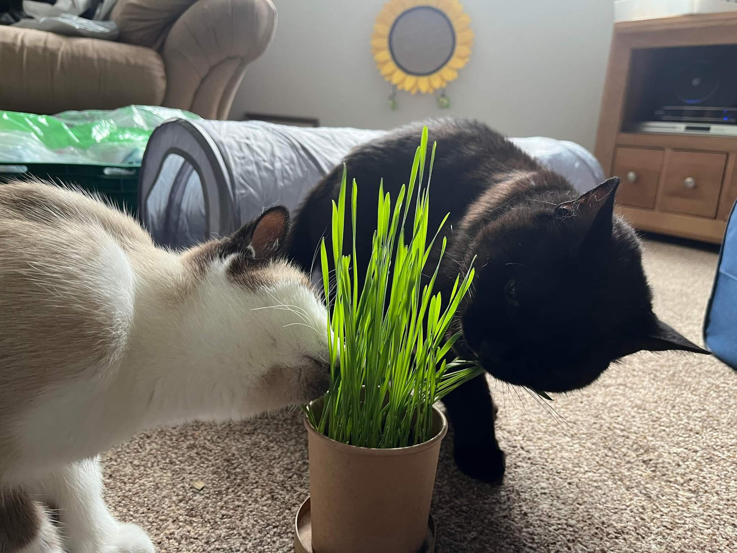 Eco Cat Grass