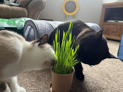 Eco Cat Grass