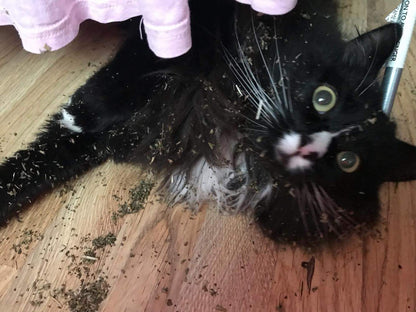 Extra Strong Catnip in a Tub