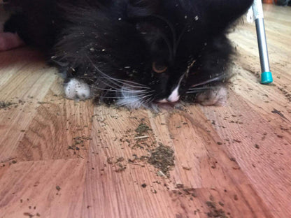 Extra Strong Catnip in a Tub