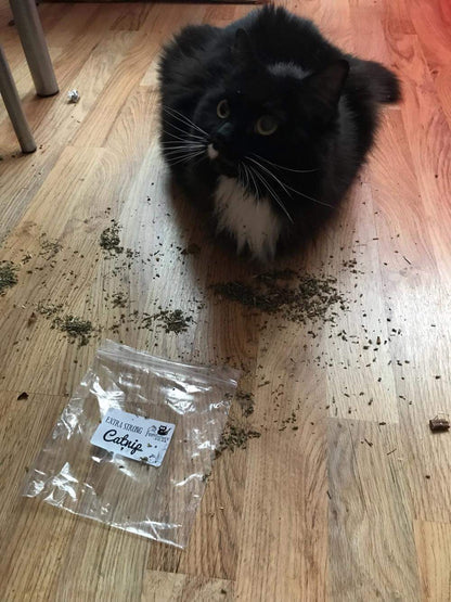 Extra Strong Catnip in a Tub
