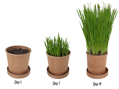 Eco Cat Grass