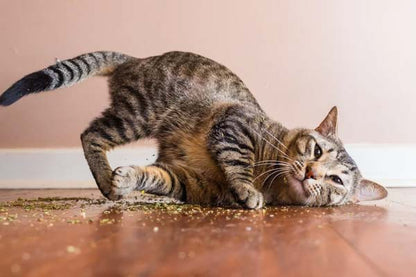 Catnip and Valerian Mix (30g)