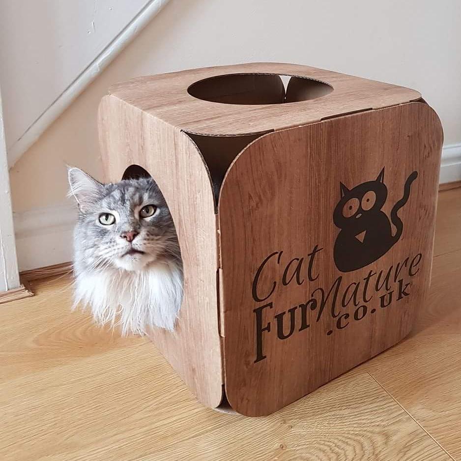 Cardboard Cat Cube