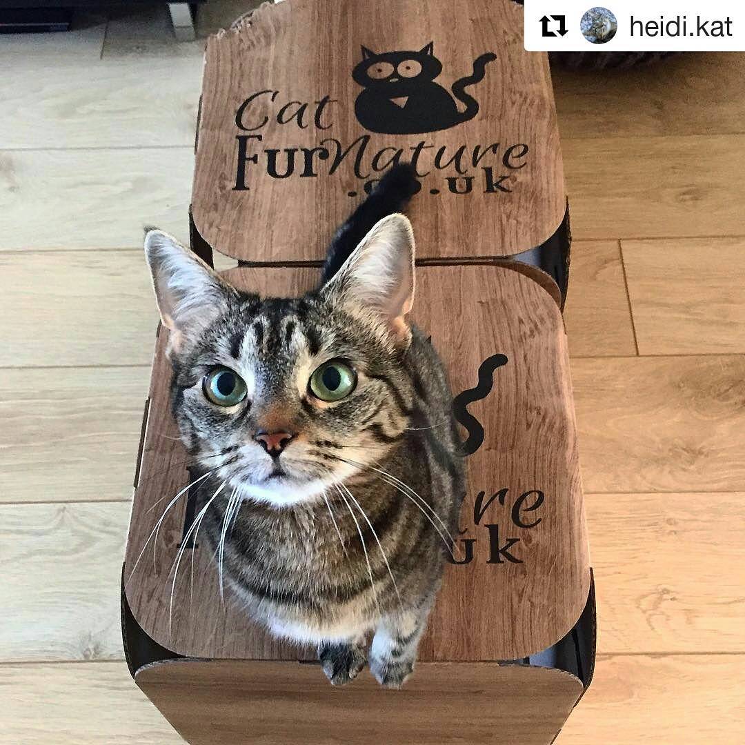 Cardboard Cat Cube